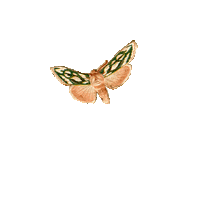 Floating Image